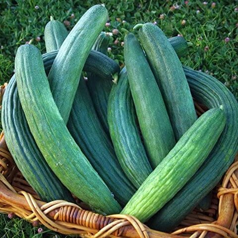 بذور خيار أرميني AG0271 إنتاجية عالية + صندوق بيرلايت زراعي (5 لتر) من GARDENZ