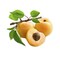 Apricot Em Hsein 