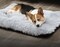 Cat &amp; Dog Pet Bed With Comfortable Plush Ultra Soft Cushion Self Warming Pet Bed Made With Fleece Faux Fux With Waterproof Bottom (Size 65&times;50CM)
