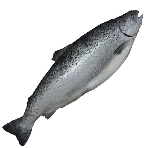 SALMON WHOLE FISH NORWAY KG
