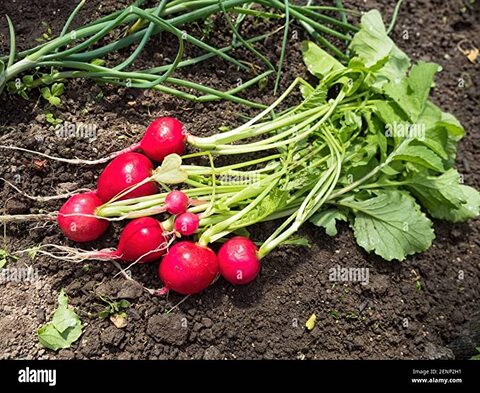 بذور الفجل الأحمر AG0352 إنتاجية عالية + صندوق البيرلايت الزراعي (5 لتر) من GARDENZ