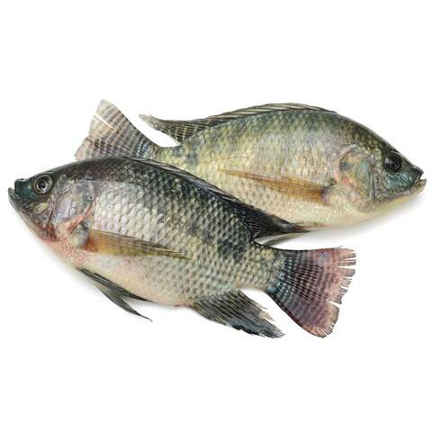 Talipia Fish Middle East 