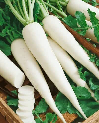 بذور الفجل   الموديل COD.BSORAV013 الماركة HORTUS   المنشأ إيطاليا + صندوق البيرلايت الزراعي (5 لتر) من GARDENZ