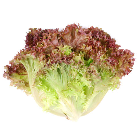 Buy Farmed Here Lollo Rossa Lettuce in UAE