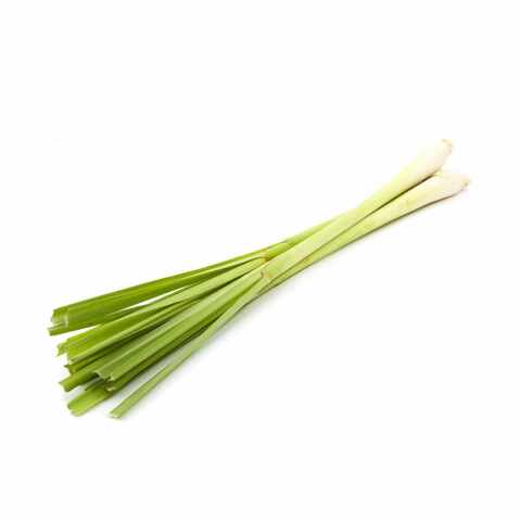 Lemongrass plant clearance online