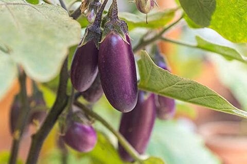 Purple Eggplant Seeds AG0099 High productivity + Agricultural Perlite Box (5 LTR.) by GARDENZ