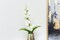 Pan Emirates Gladiolus Flower, White - H88cm