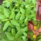Green Mallow Seeds AG0187 with Agriculture Perlite Box 5 LTR. by GARDENZ