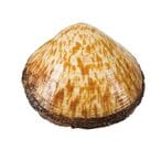 Buy Dog Cockles Fresh Shellfish 1kg in UAE