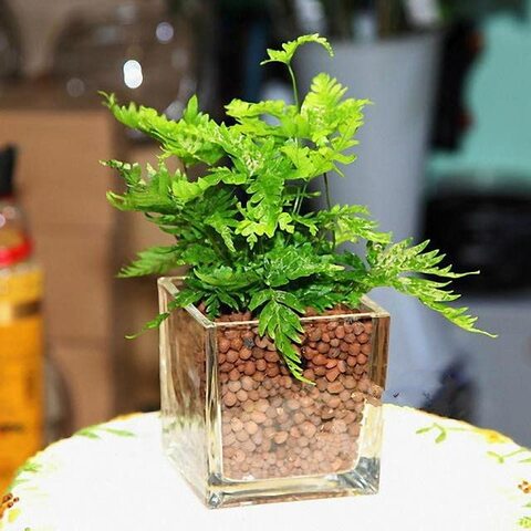 GROW FAST Hydroponic Substrate Clay Pebbles - 5L