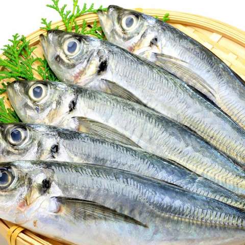 Buy Mackerel Small Fish Fresh in Saudi Arabia