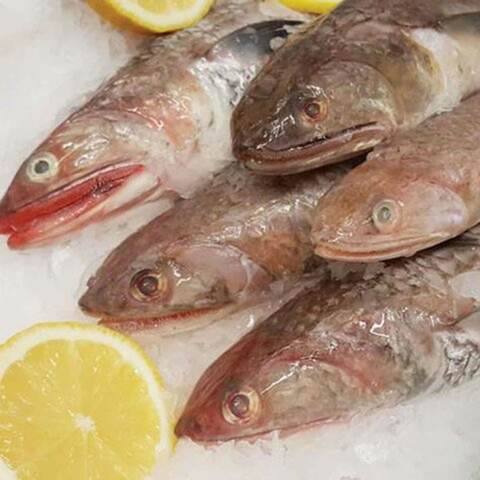 Macarona Fish Middle East
