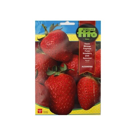 Fito Strawberry Alexandria