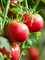 الطماطم المبكر حزمة 7-أمريكا 3 بذور   المرجع. SB 318 الماركة FITO   المنشأ أسبانيا + صندوق البيرلايت الزراعي (5 لتر) من GARDENZ